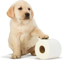 Scottex Toiletpapier - Kussenzacht Design Wc Papier - 84 Rollen 8 Scottex Toiletpapier - Kussenzacht Design Wc Papier - 84 Rollen -Huishoudelijke Benodigdheden 1200x1142 8