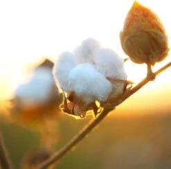 Air Wick Freshmatic Automatische Spray Luchtverfrisser - Pure Zachtheid Van Katoen Navulling - 3 Stuks - Voordeelverpakking 10 Air Wick Freshmatic Automatische Spray Luchtverfrisser - Pure Zachtheid Van Katoen Navulling - 3 Stuks - Voordeelverpakking -Huishoudelijke Benodigdheden 1200x1183 13