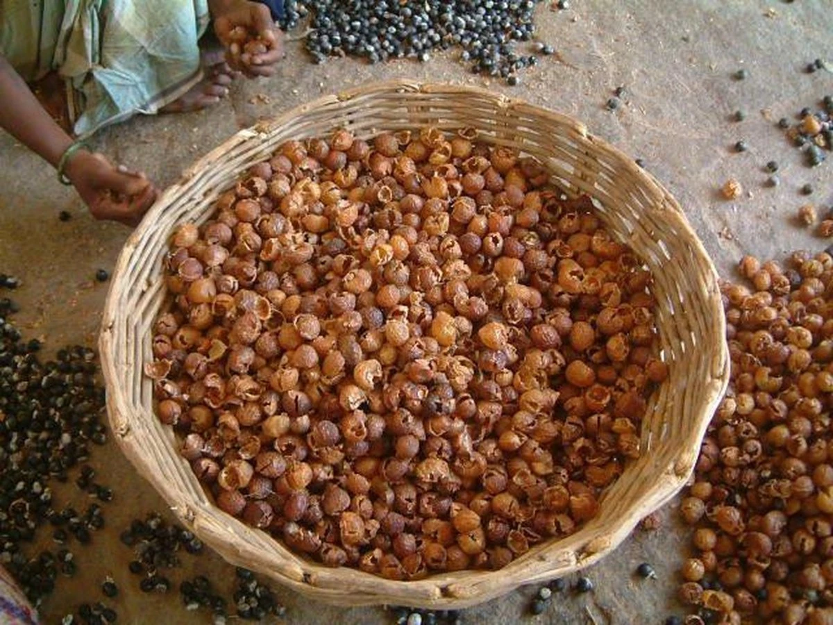 Wasnoten 750gr Met Waszakje - Zeepnoten - Natuurlijk Wassen 5 Wasnoten 750gr Met Waszakje - Zeepnoten - Natuurlijk Wassen - Afbeelding 5