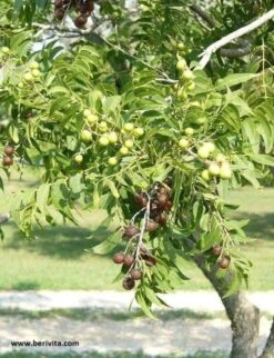 Wasnoten 750gr Met Waszakje - Zeepnoten - Natuurlijk Wassen 11 Wasnoten 750gr Met Waszakje - Zeepnoten - Natuurlijk Wassen -Huishoudelijke Benodigdheden 920x1200